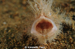 "Can you see my tongue ?" Hairy FragFish..
Using 2 tanks... by Kenneth Tsao 